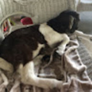 Meet your Posher, Ann